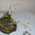 /album/prave-kvete/dendrobium-microbulbon3-jpg/